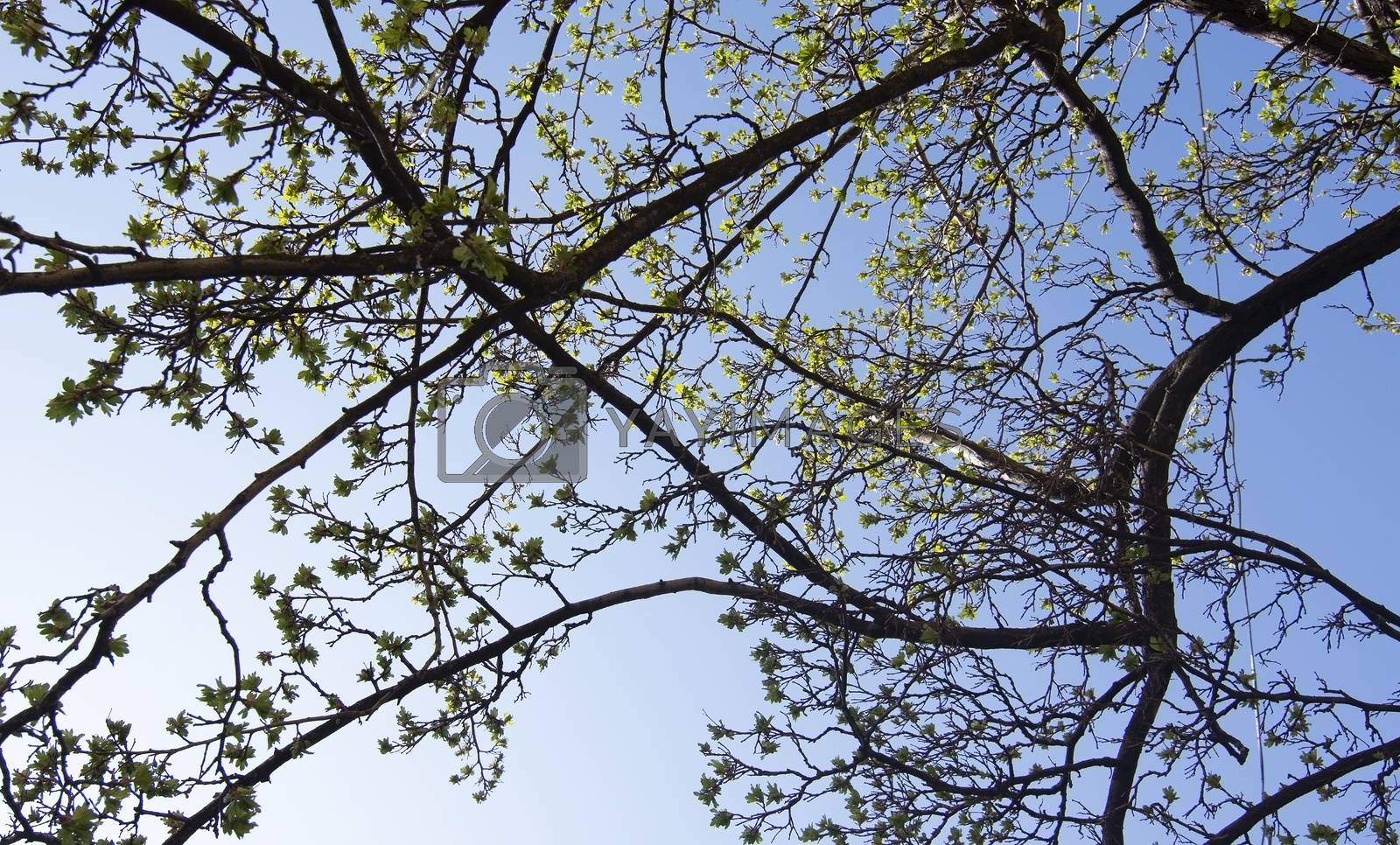 Royalty free image of Spring green leaves and blue sky between buildings by ArtesiaWells