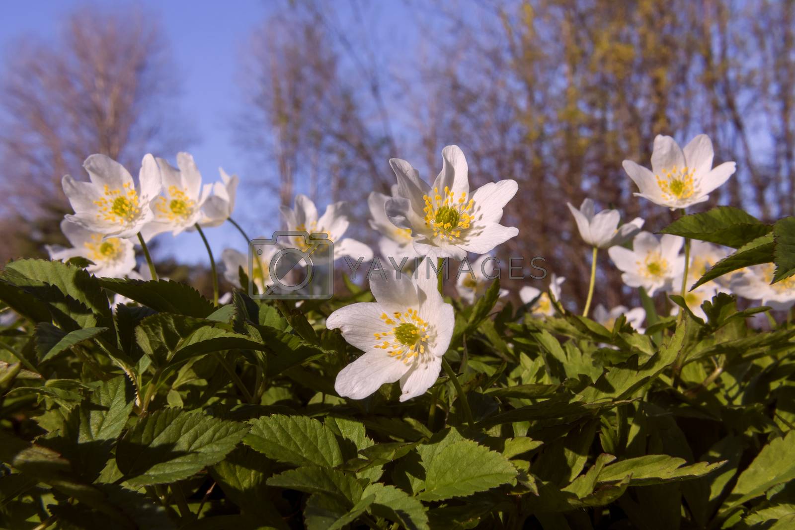 Royalty free image of Beautiful white flowers Anemone nemorosa in the sunset light in the forest by galsand