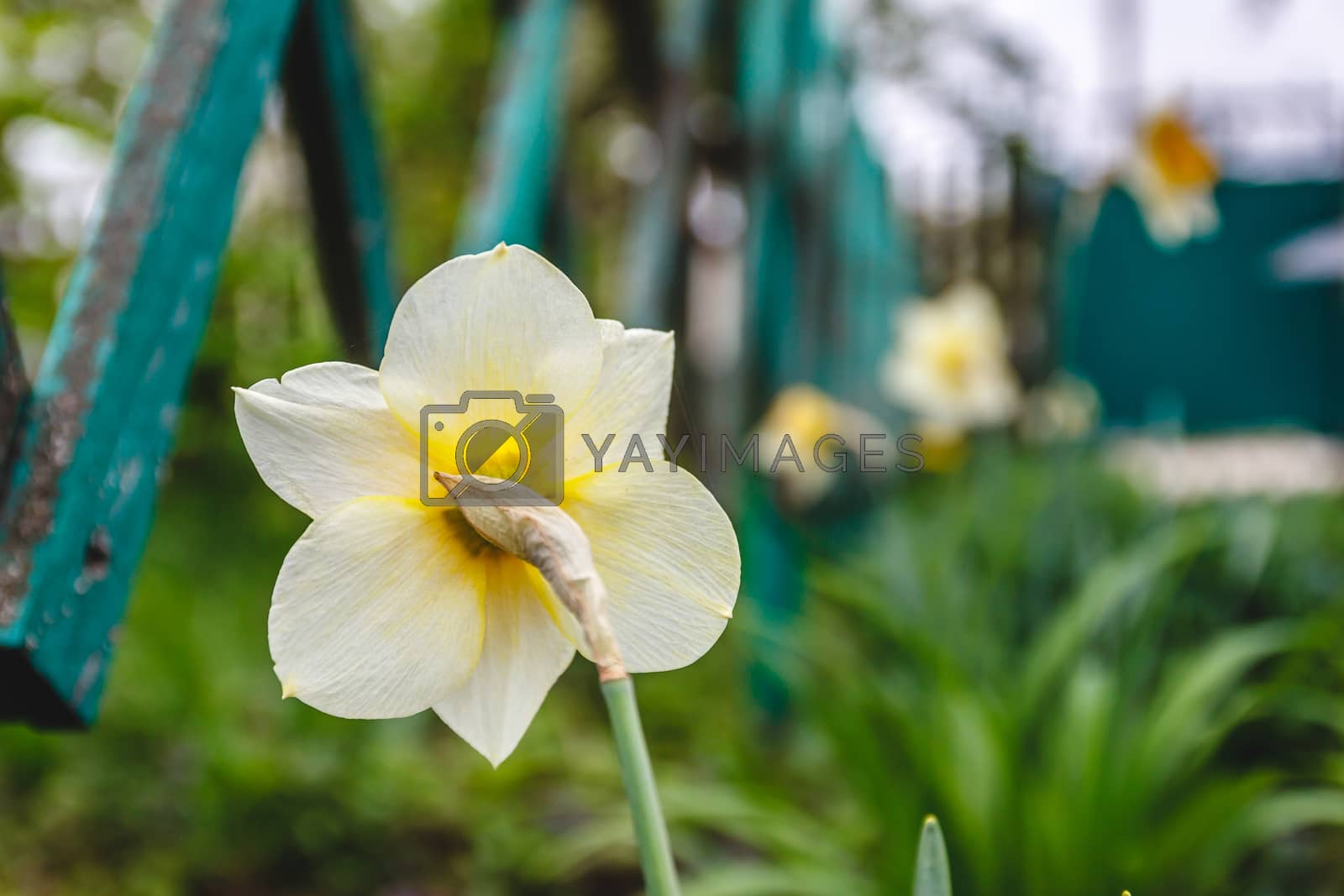 Royalty free image of One flower of narcissus, rear view, against a green background.  by Tanacha