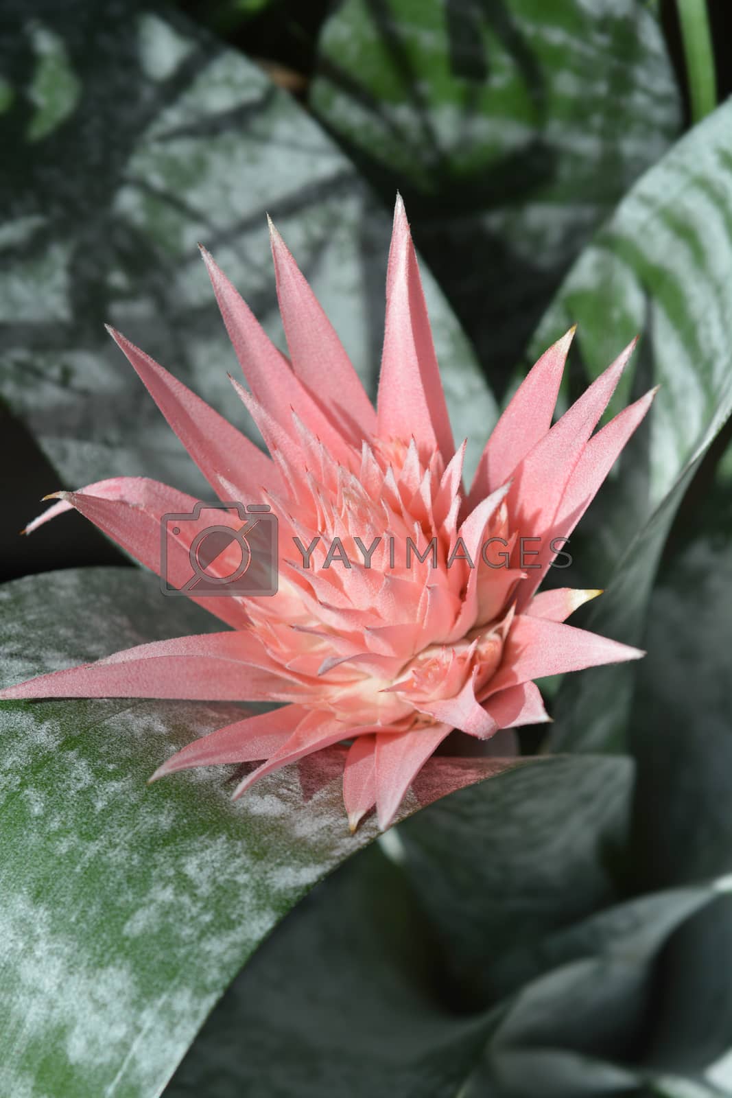 Royalty free image of Urn plant by nahhan