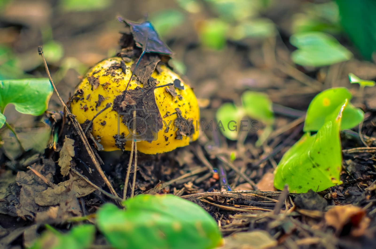 Royalty free image of One wild edible yellow mushroom in the forest closeup by kimbo-bo