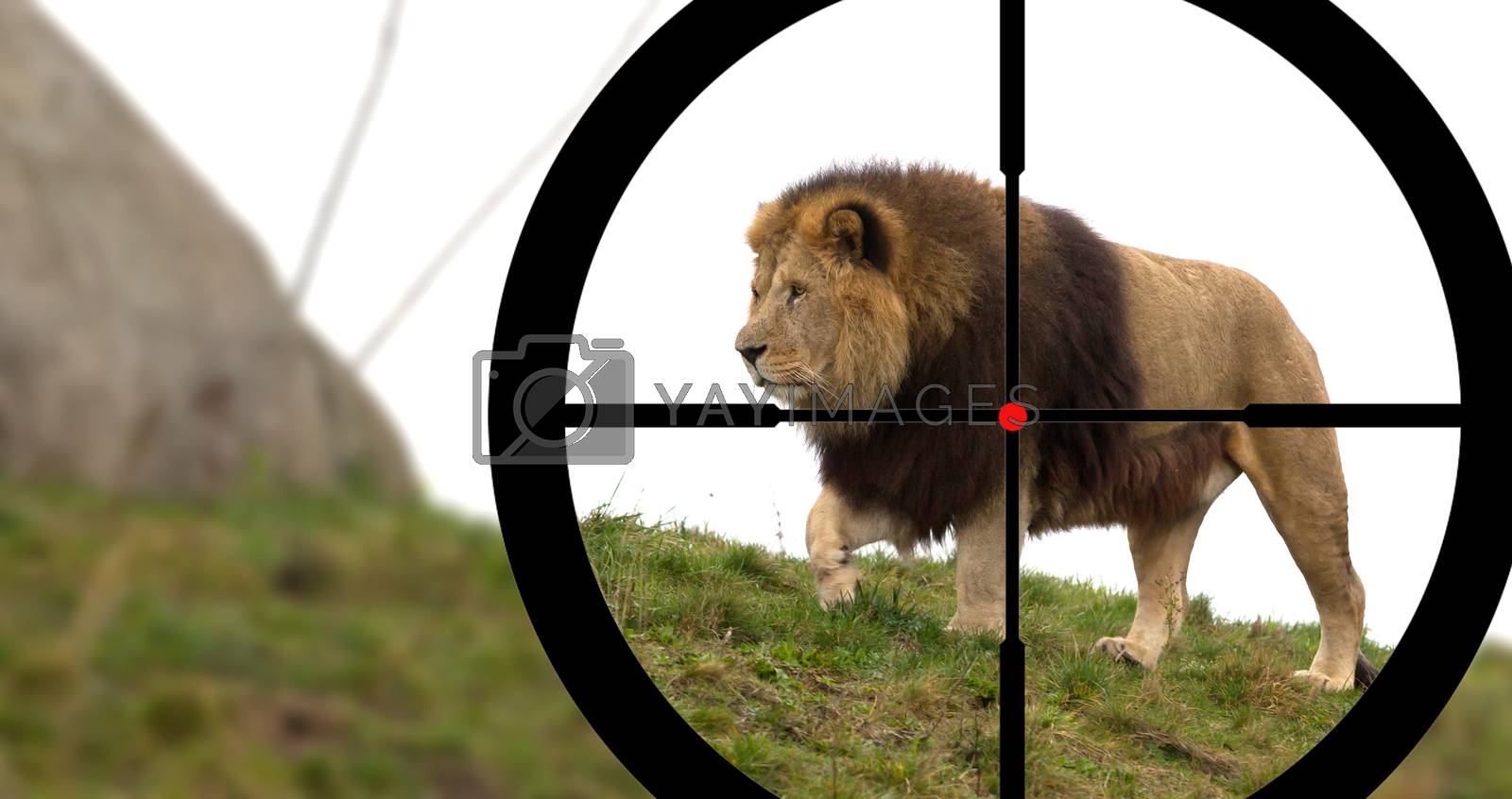 Royalty free image of Hunting a male lion  by michaklootwijk