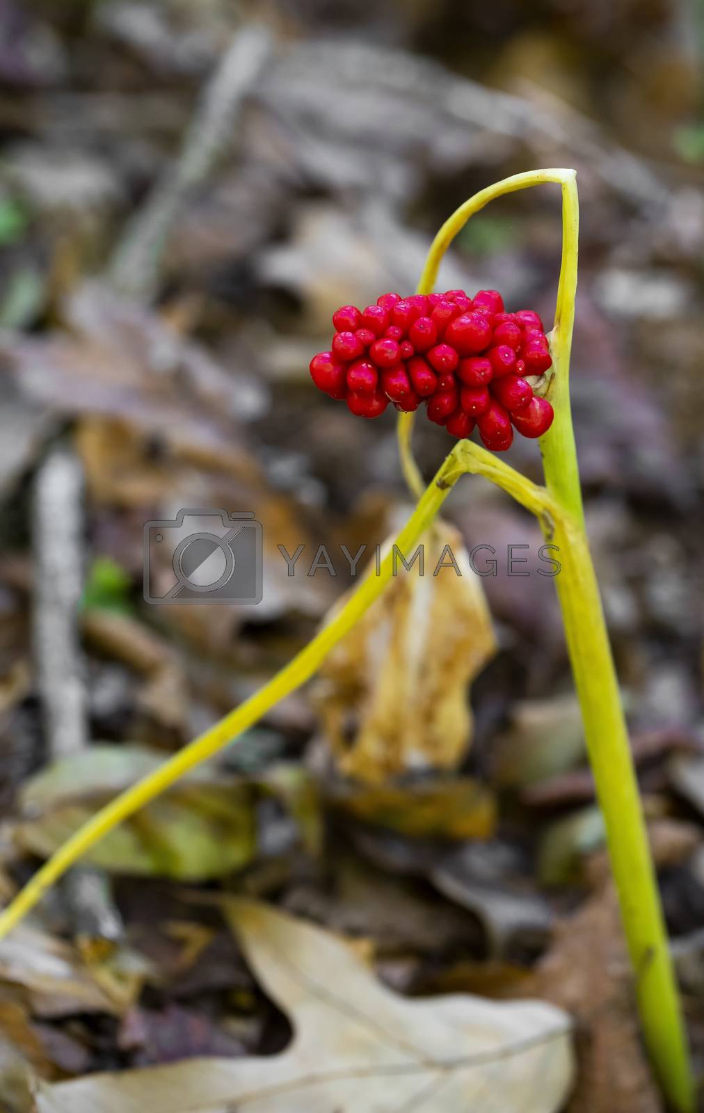 Royalty free image of Ripe Seeds on a Green Dragon Wildflower by CharlieFloyd