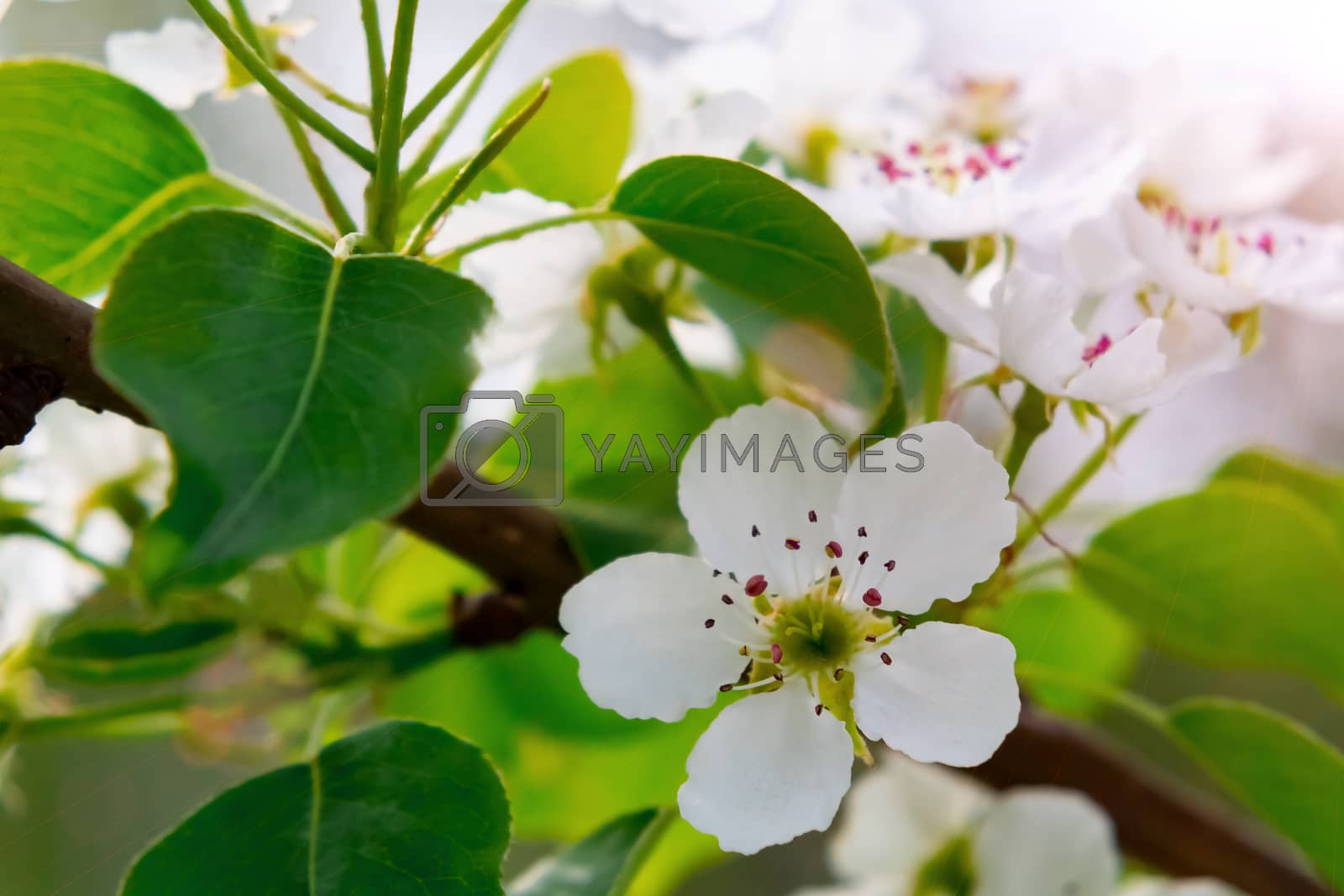 Royalty free image of Pear blossom in spring garden close up by galsand