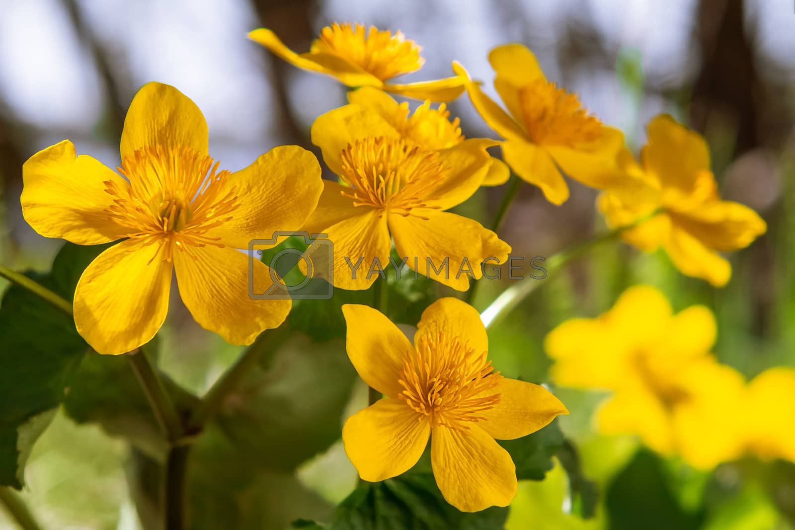 Royalty free image of Yellow spring flowers Caltha palustris known as marigold marsh on the shore of the lake in may day closeup by galsand