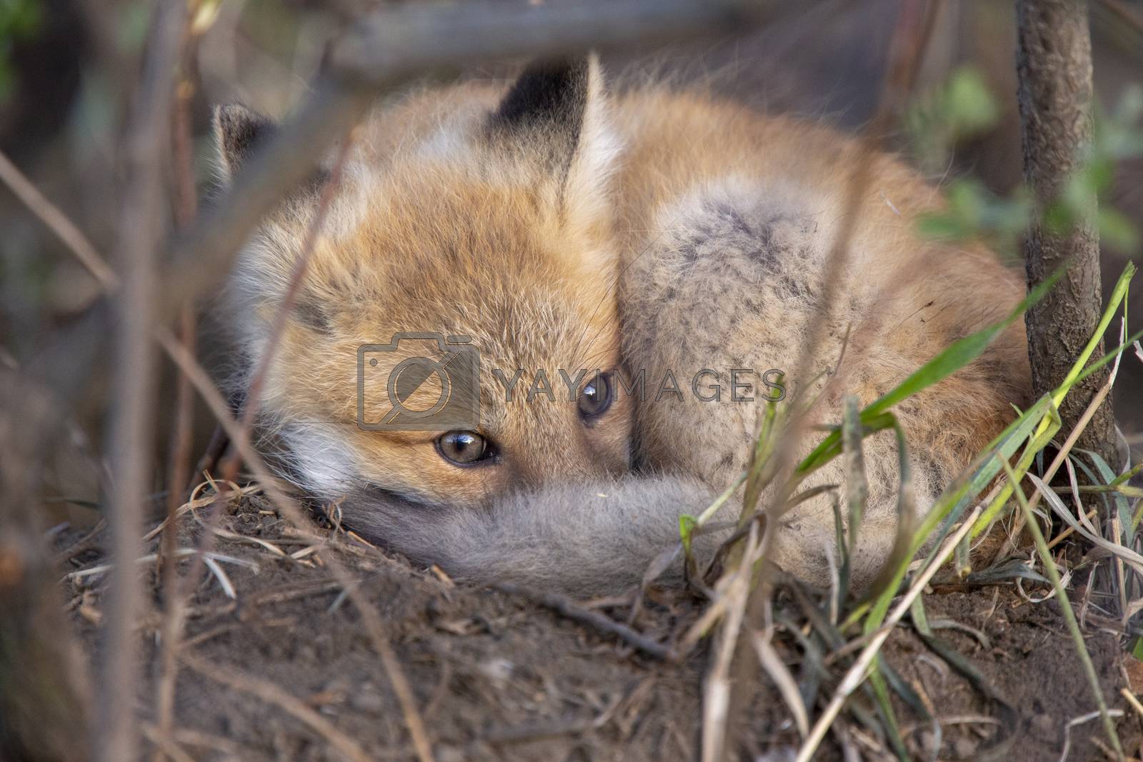 Royalty free image of Fox Kits Near Den by pictureguy