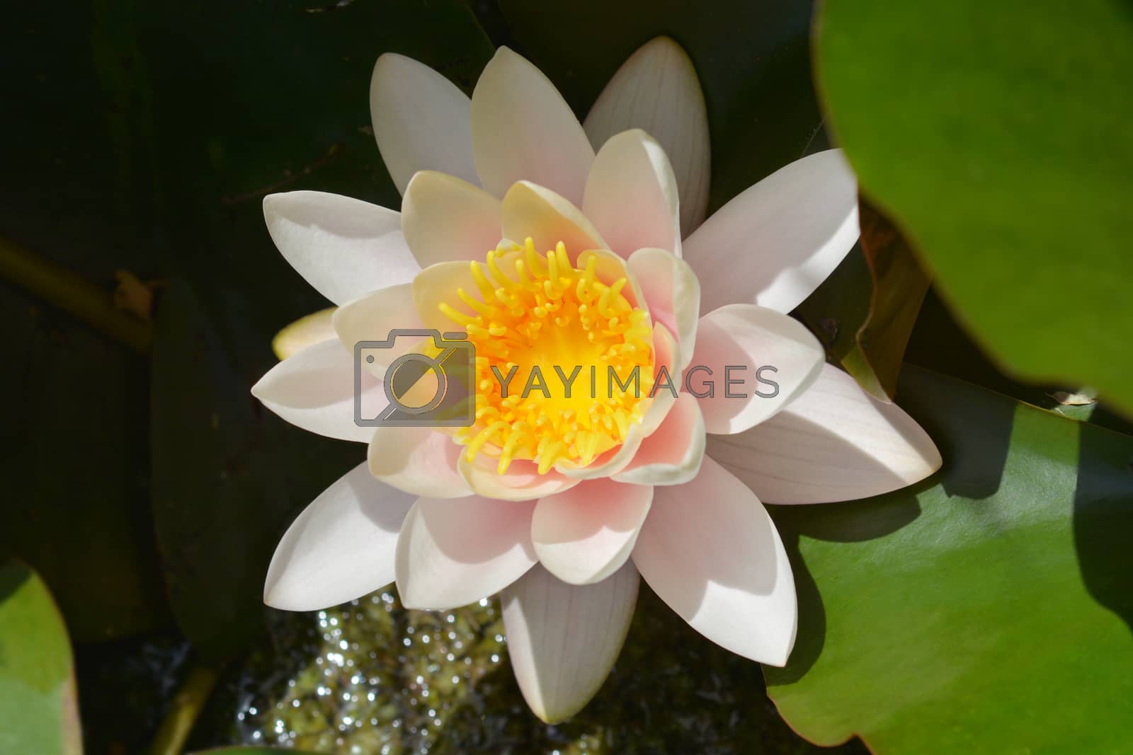 Royalty free image of White water lily by nahhan