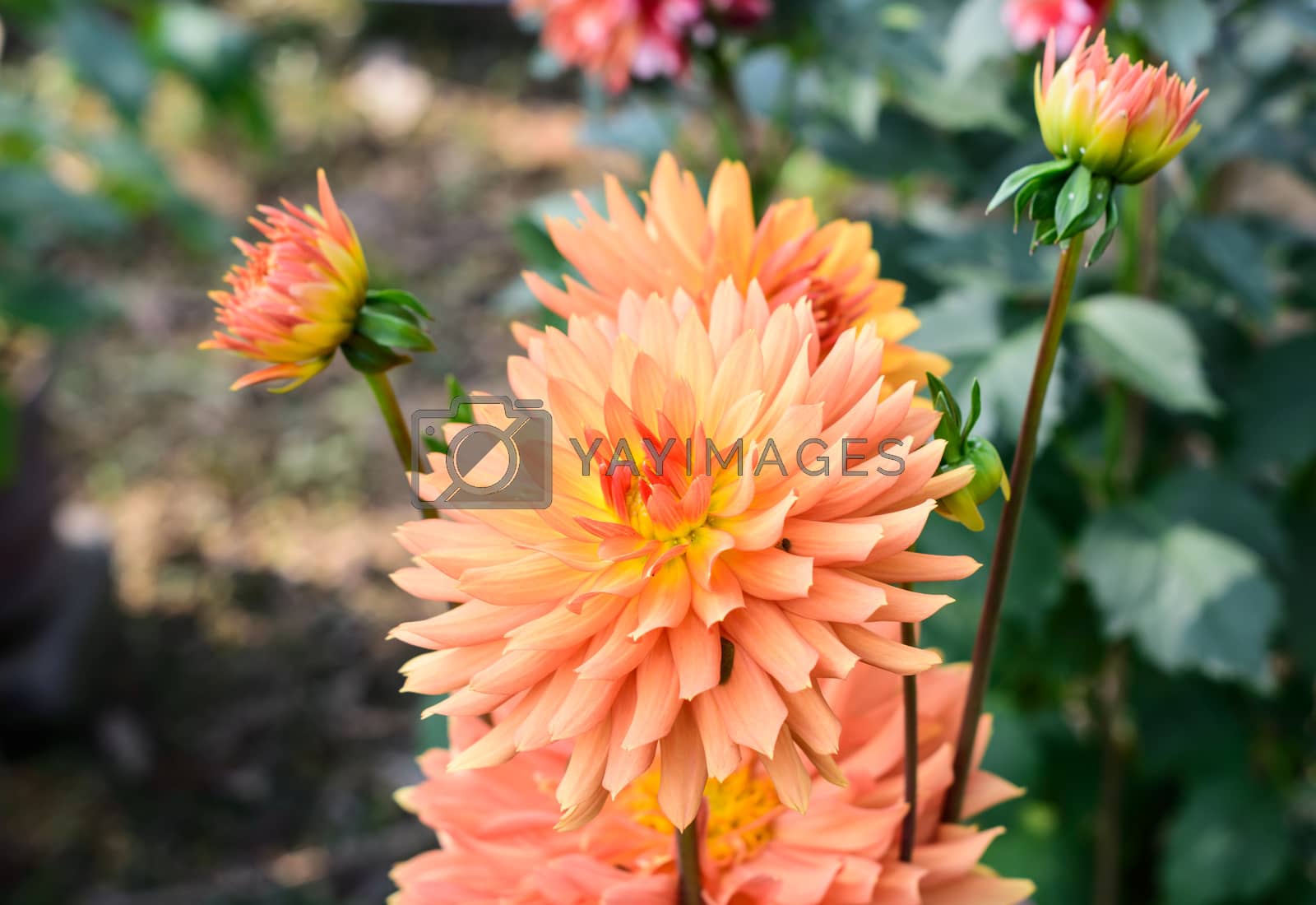 Royalty free image of Zinnia - Multi layer orange petal flower plant, a genus of sunflower tribe daisy family. A sun loving plant Blooms in winter spring and summer. Popular for bouquets. Copy space room for text. by sudiptabhowmick