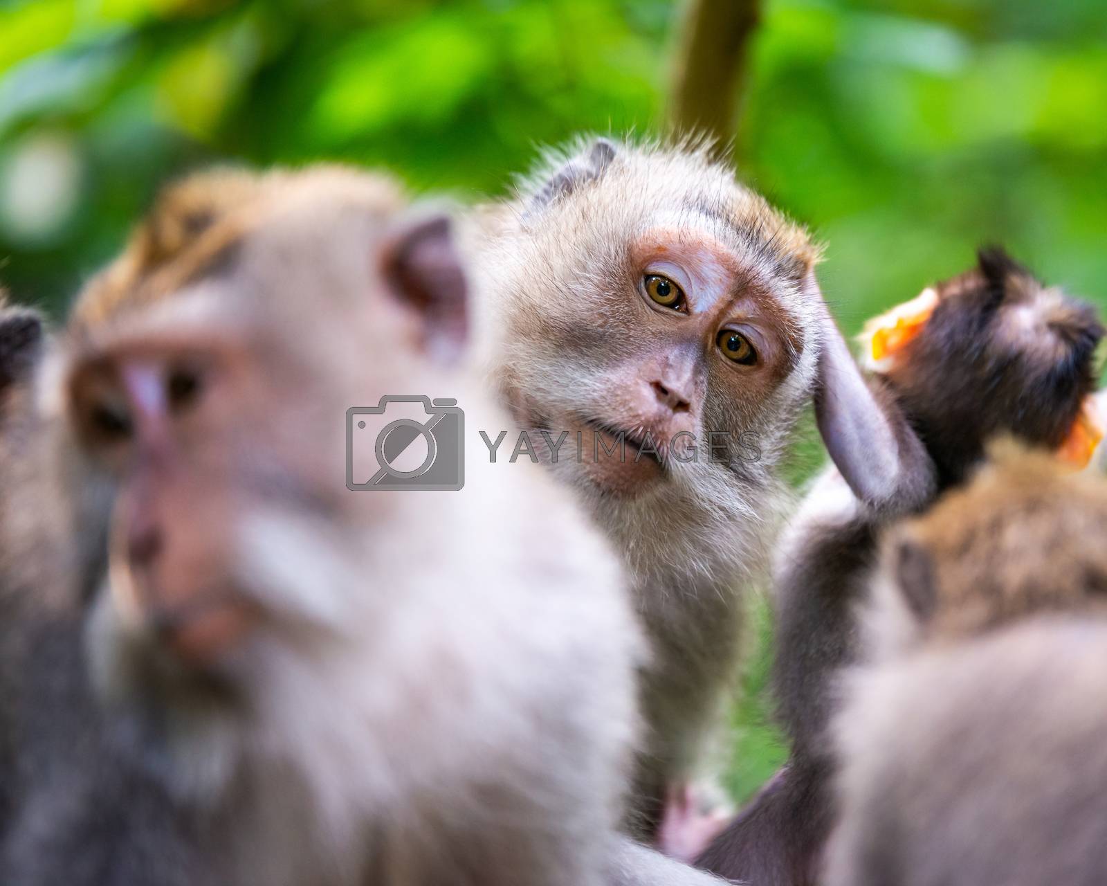 Royalty free image of Macaque monkeys at Ubud Monkey Forest in Bali by dutourdumonde