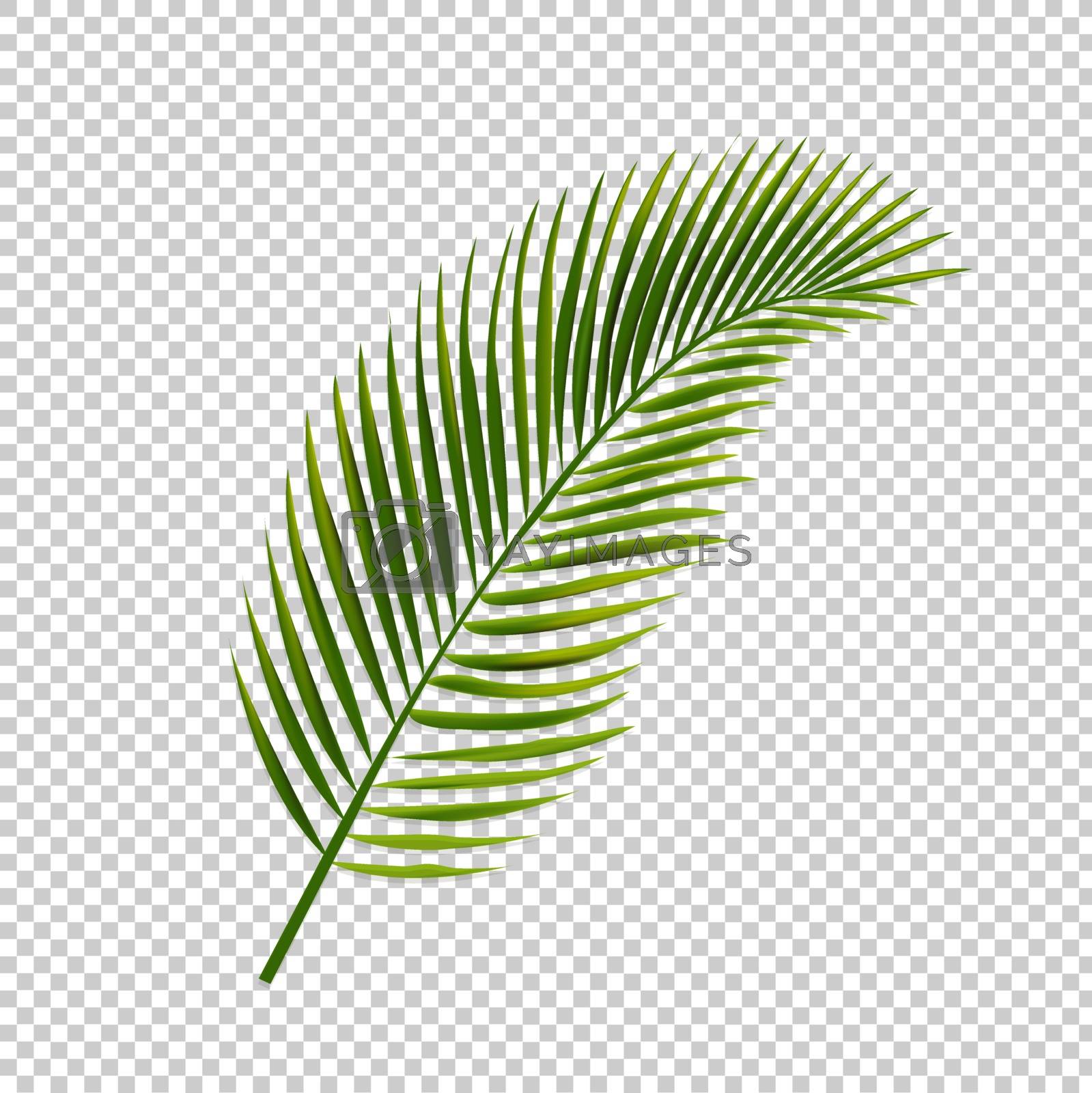 Royalty free image of Palm Leaf Isolated Transparent Background by barbaliss