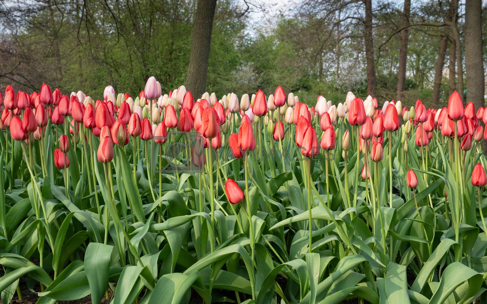 Royalty free image of Tulip, Tulipa by alfotokunst