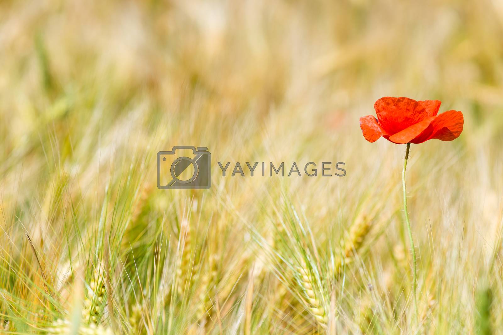 Royalty free image of horizontal photo red poppy in a yellow wheat field in the ears by kosmsos111