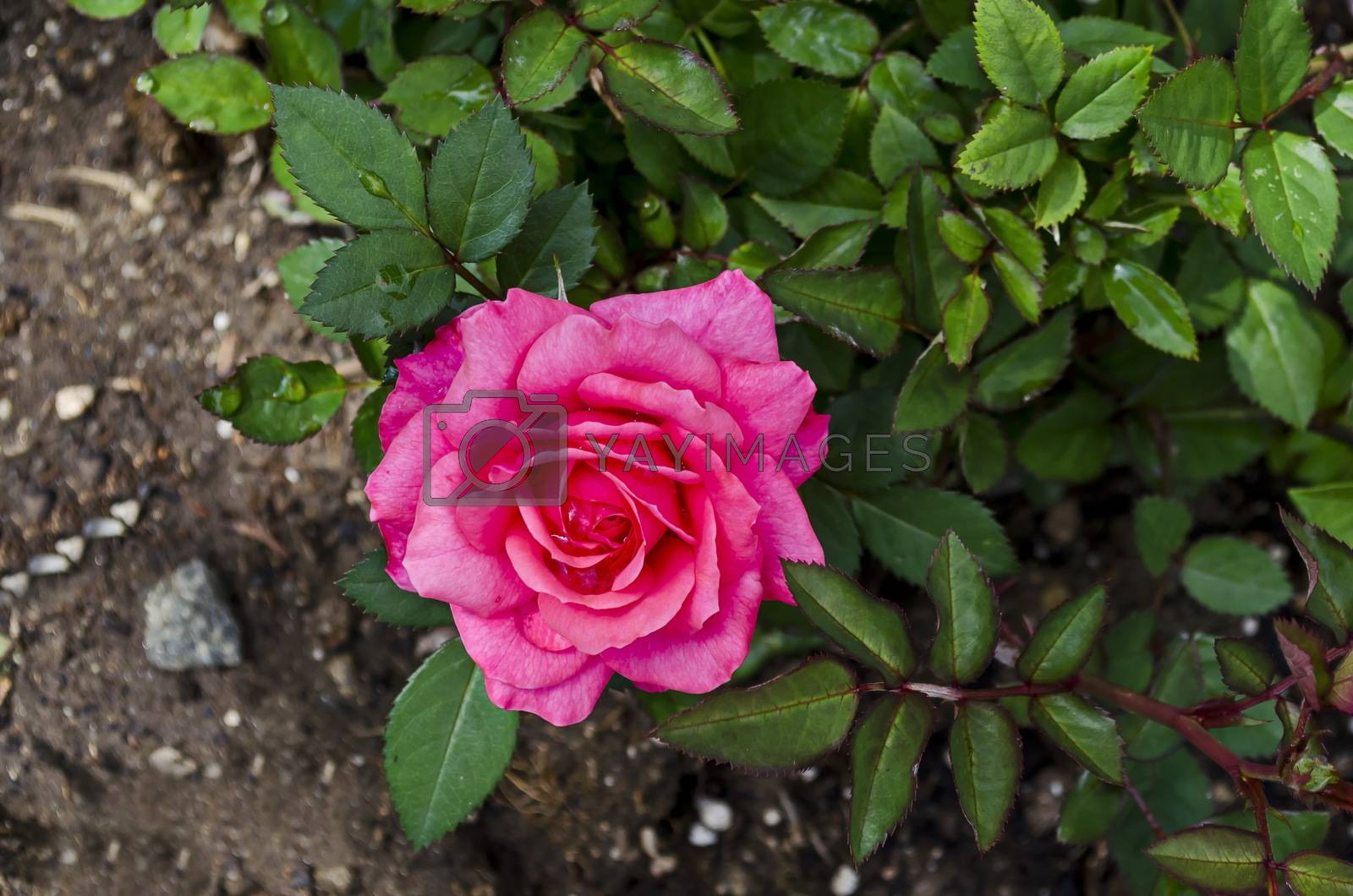 Royalty free image of Pink rose bush in bloom at natural outdoor garden, district Drujba by vili45