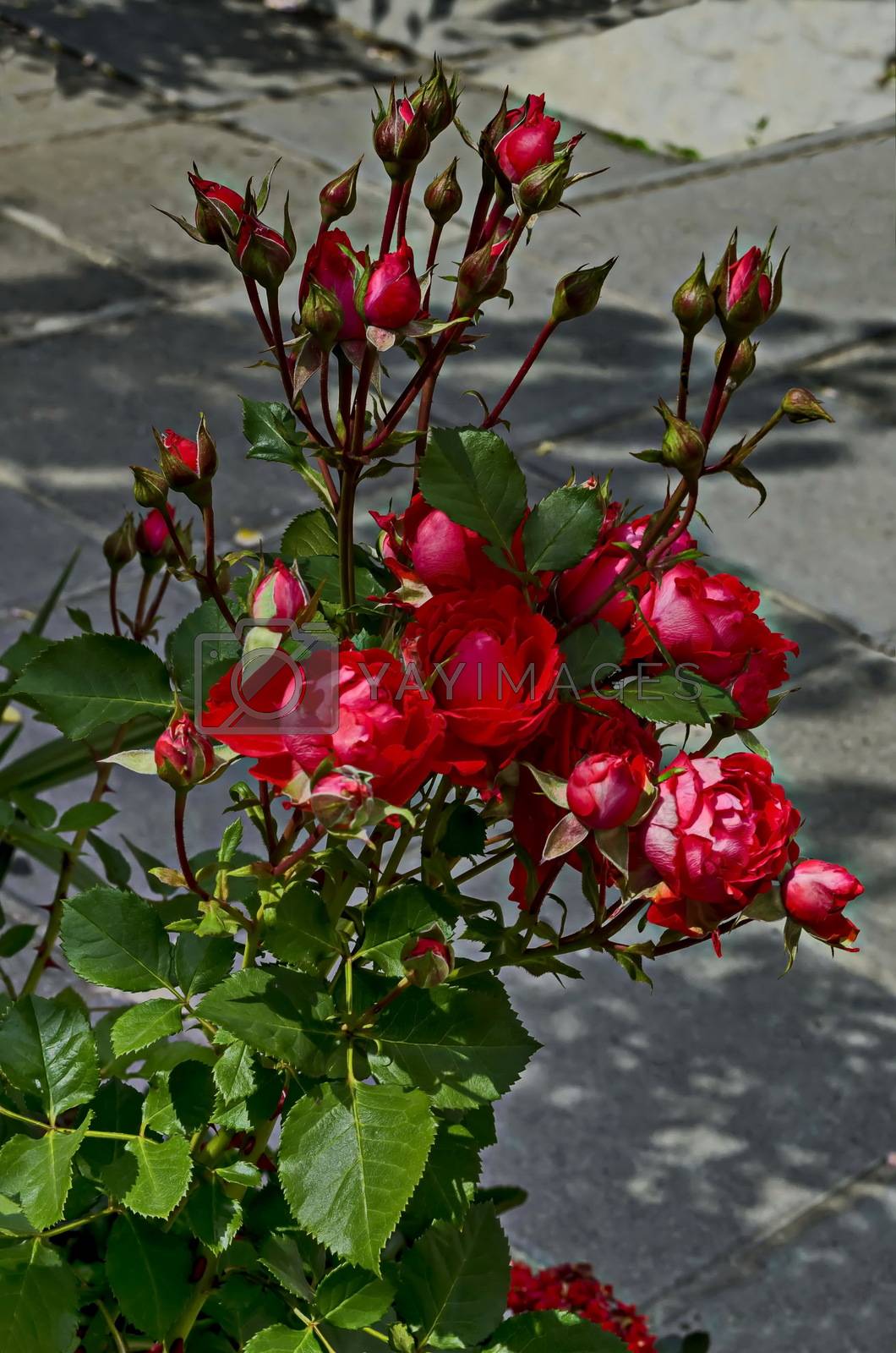 Royalty free image of Red rose bush in bloom at natural outdoor garden, district Drujba by vili45