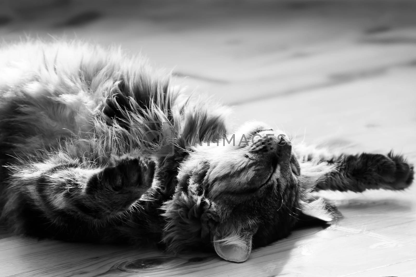 Royalty free image of sleeping big cat. photo. black and white by Irinavk