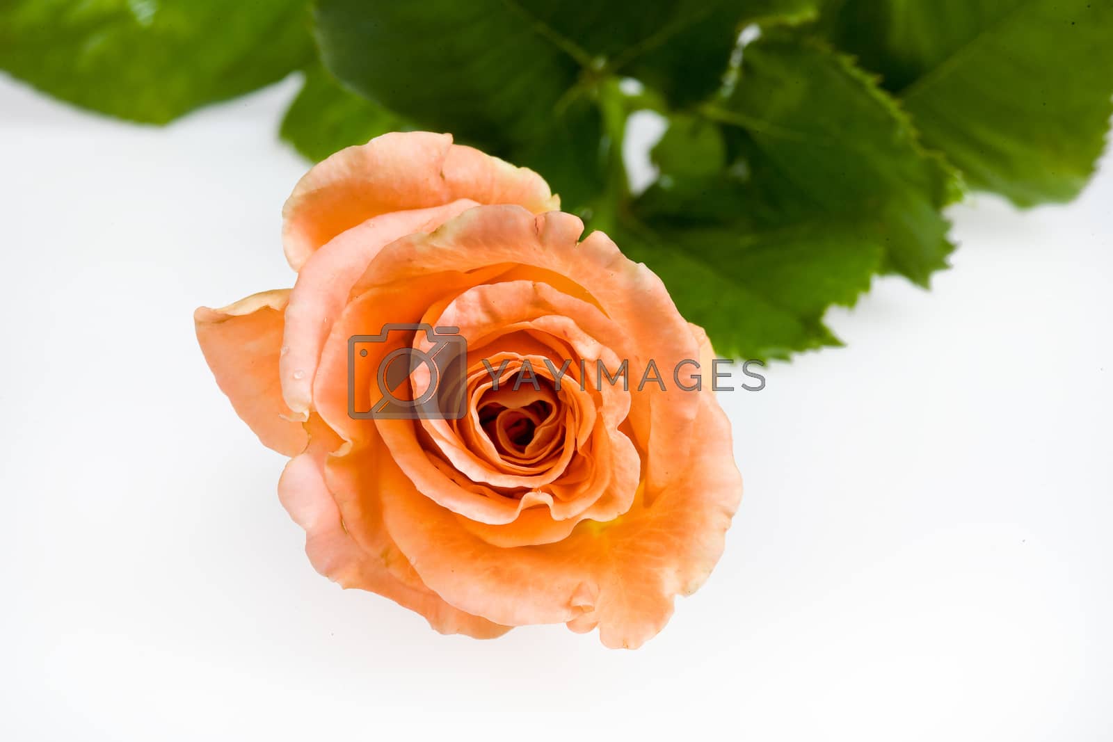Royalty free image of Flowers by Fotoskat