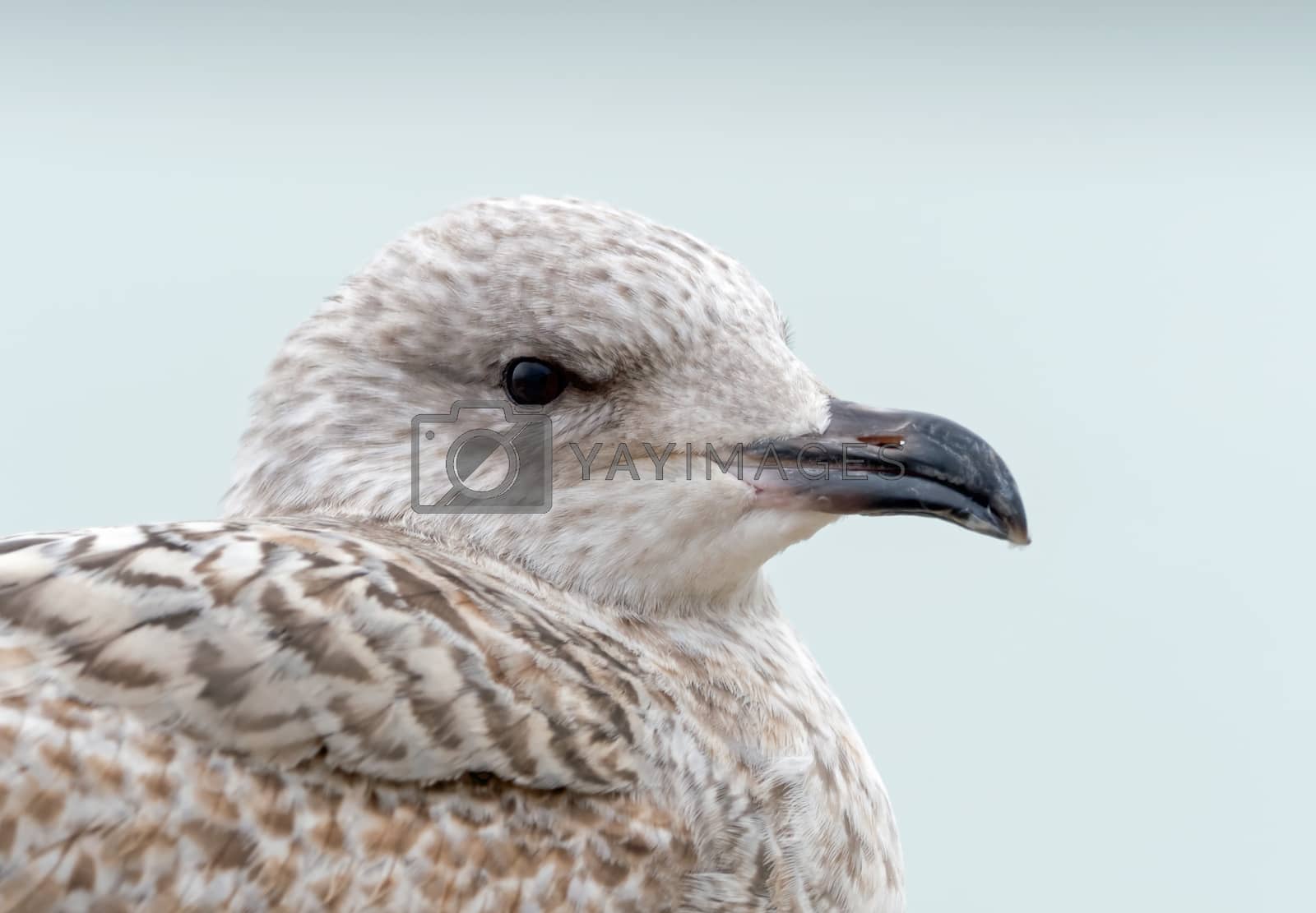 Royalty free image of Herring Gull Juvenile Head Shot by SueRob