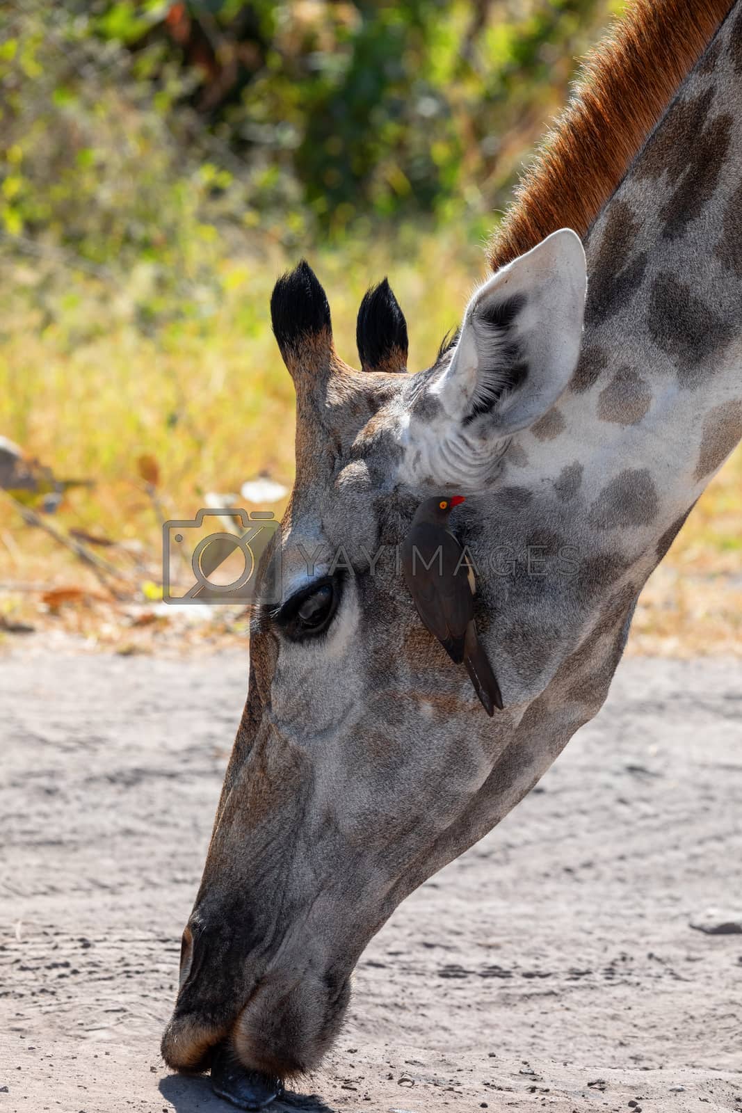 Royalty free image of South African giraffe Chobe, Botswana safari by artush