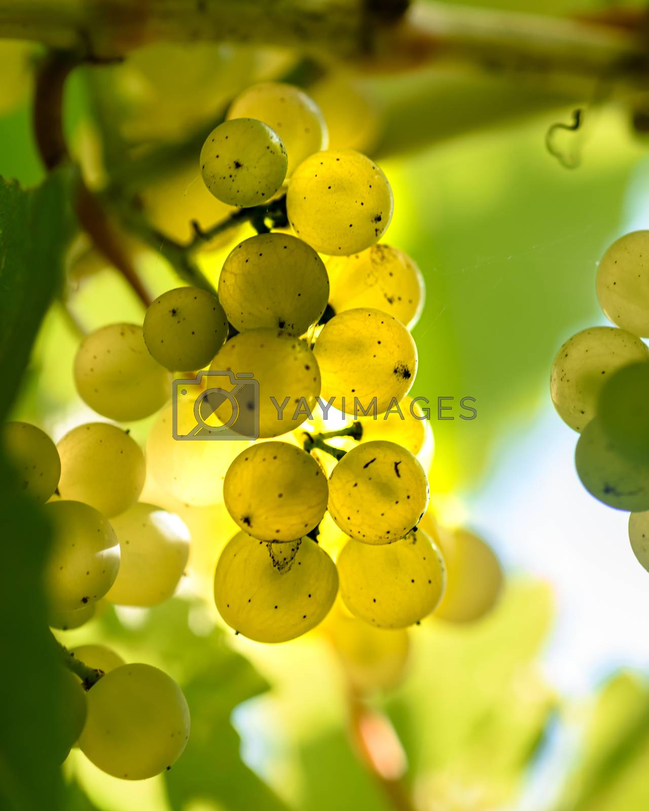 Royalty free image of Clusters of green grapes among the foliage by VladimirZubkov