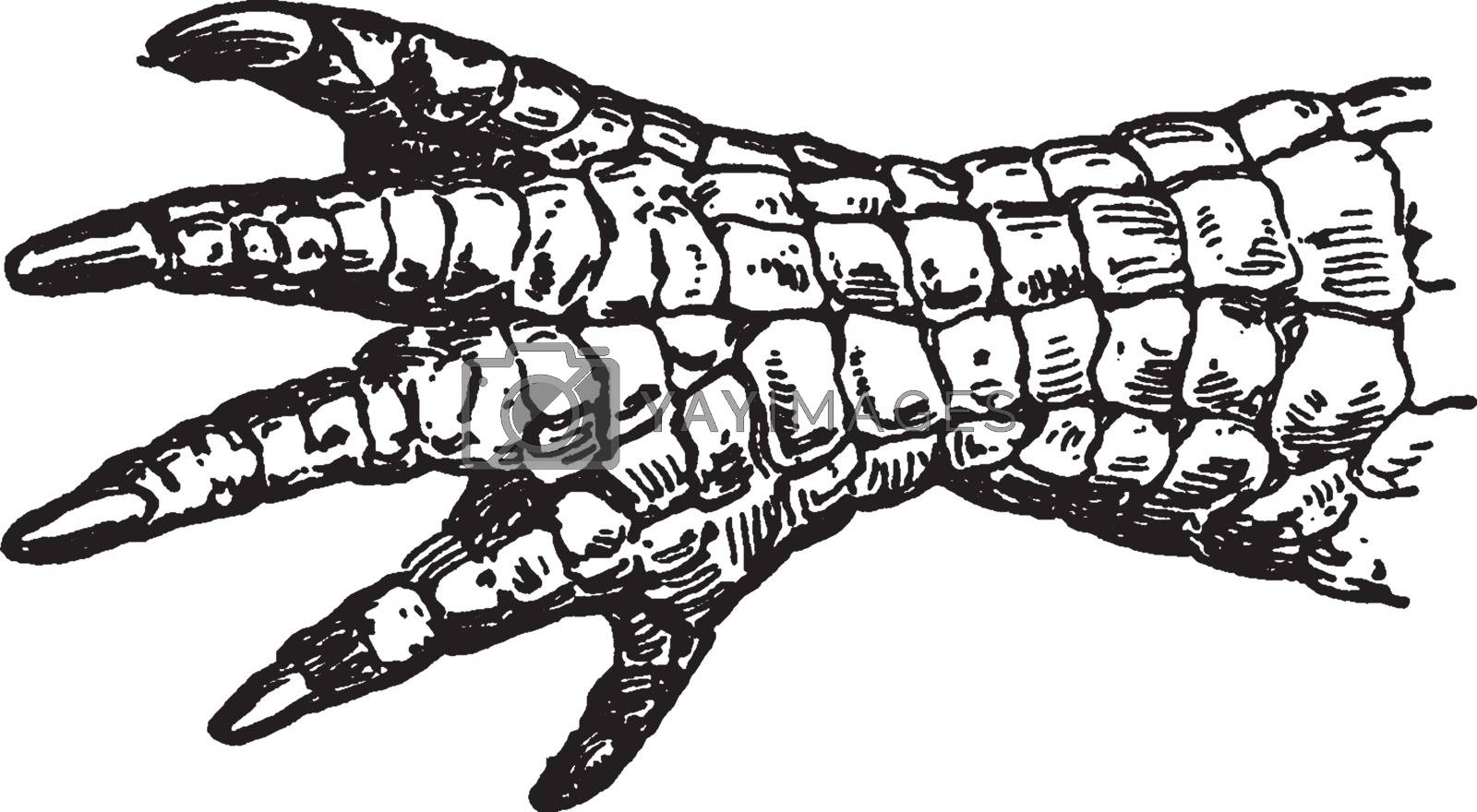 Royalty free image of Alligator, vintage illustration. by Morphart