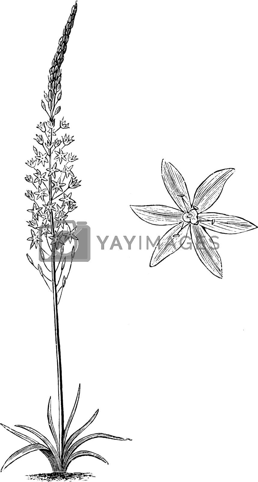 Royalty free image of Habit and Detached Single Flower of Ornithogalum Pyramidale vint by Morphart