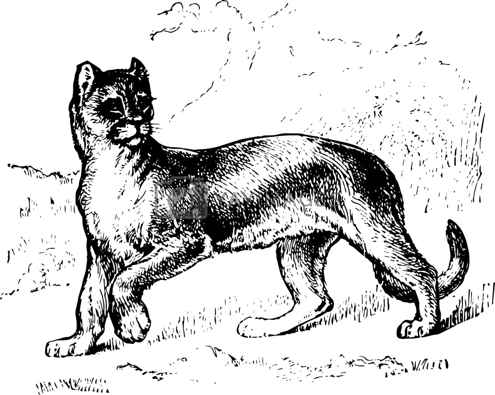 Royalty free image of Puma vintage illustration by Morphart