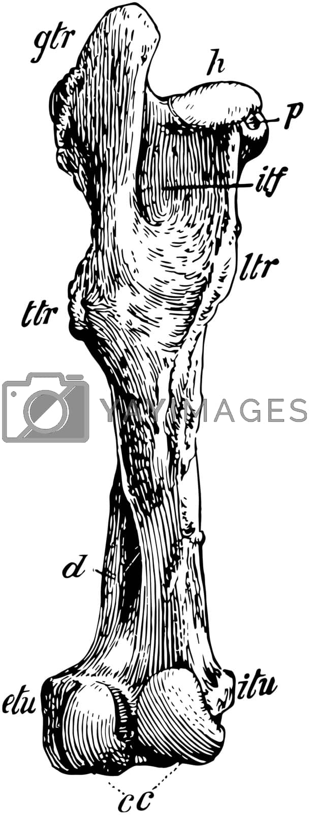 Royalty free image of Posterior View of Left Femur of Horse, vintage illustration. by Morphart