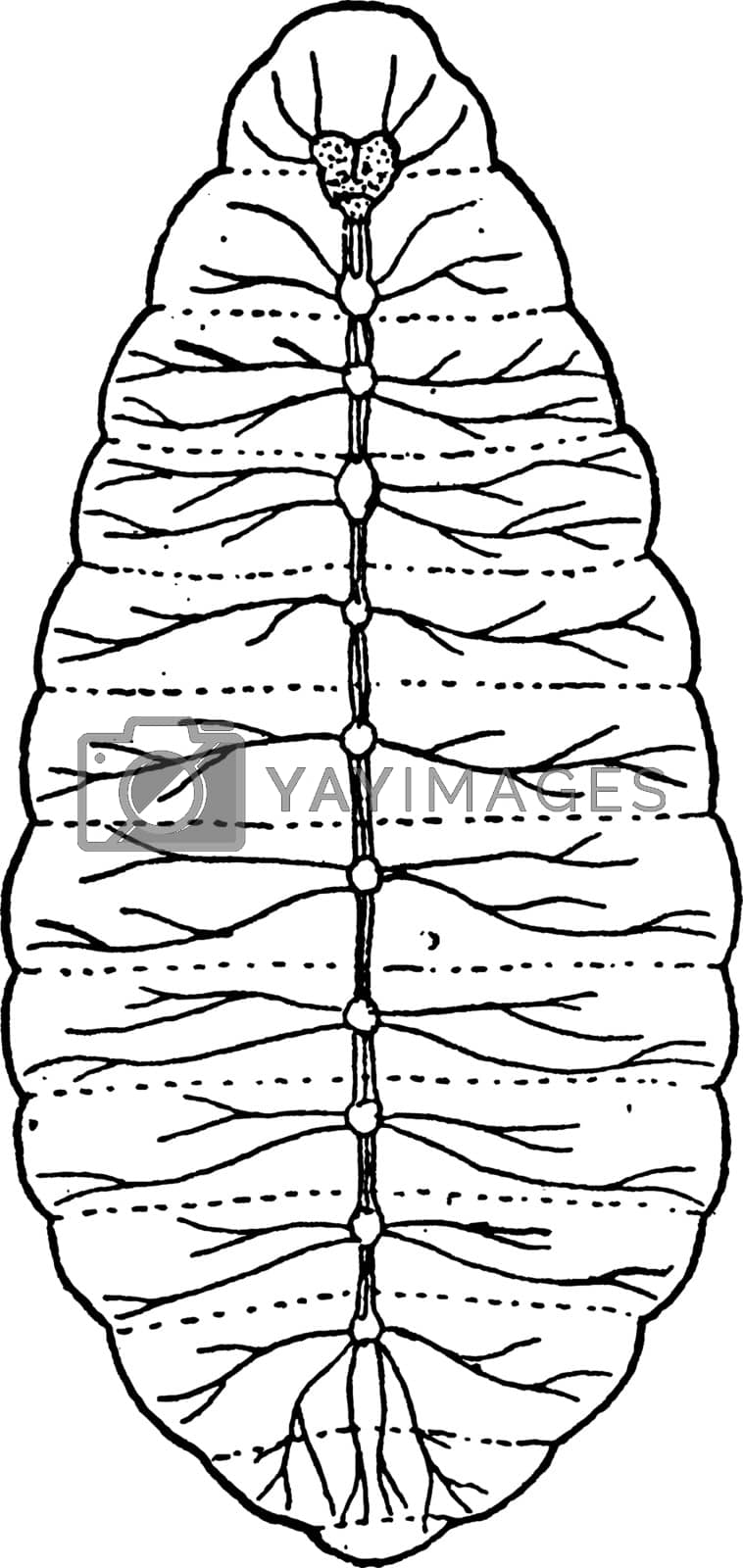 Royalty free image of Nerve System of Larva, vintage illustration. by Morphart