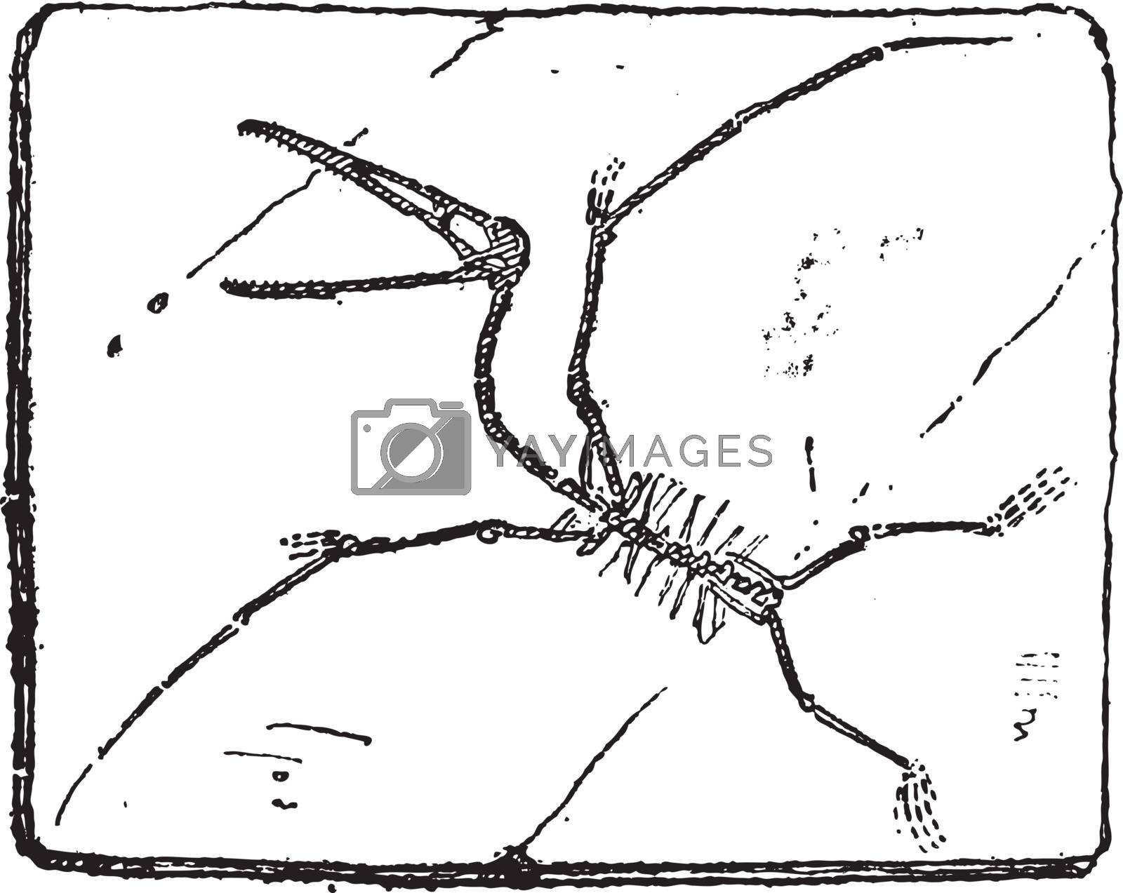 Royalty free image of Pterodactyl or Pterosaurs, vintage engraving. by Morphart