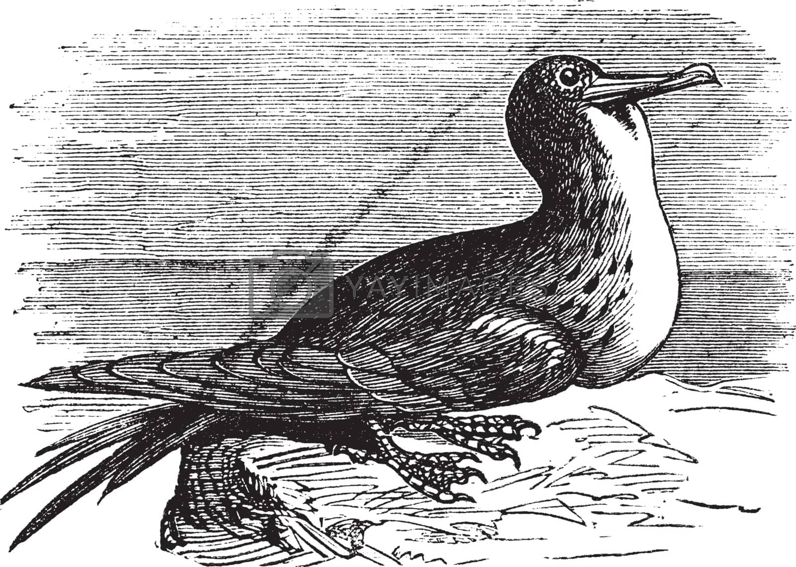 Royalty free image of Great Frigatebird or Fregata minor  vintage engraving by Morphart