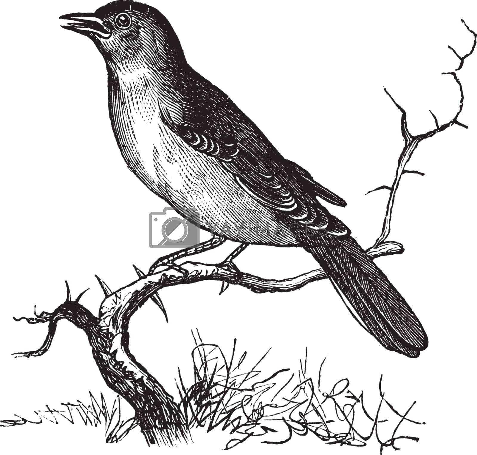 Royalty free image of Nightingale or Luscinia megarhynchos vintage engraving by Morphart