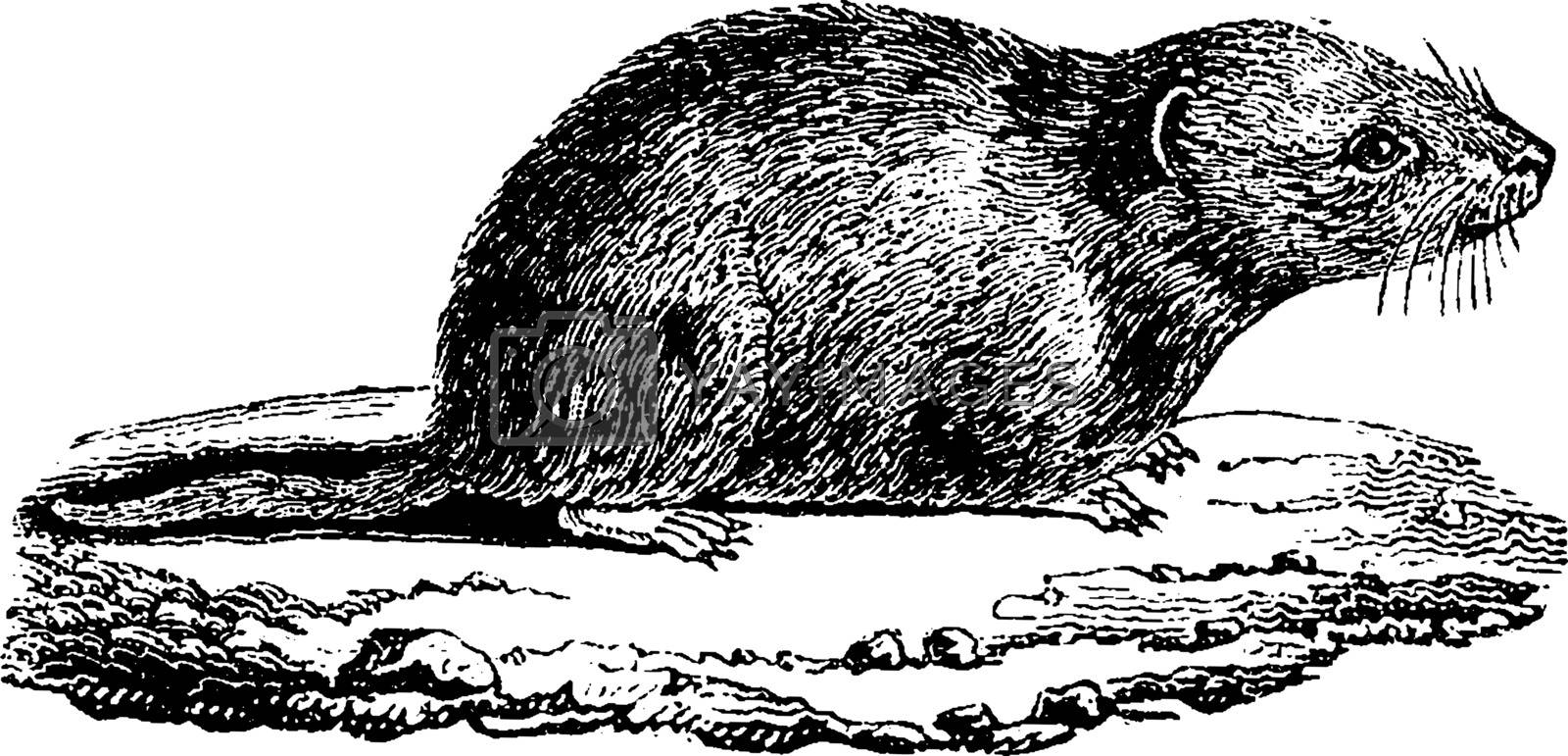 Royalty free image of Common vole, vintage engraving. by Morphart