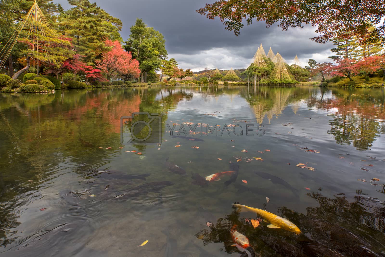 Royalty free image of Kenrokuen garden during momiji season, Kanazawa city, Ishikawa prefecture, Japan by zhu_zhu