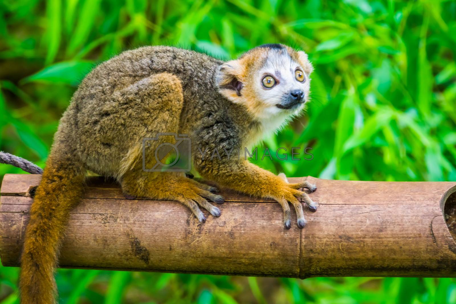 Royalty free image of crowned lemur in closeup, Cute monkey, Endangered primate specie from Madagascar by charlottebleijenberg