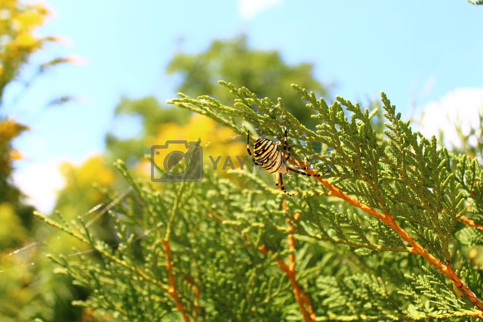 Royalty free image of wasp spider in the garden by martina_unbehauen