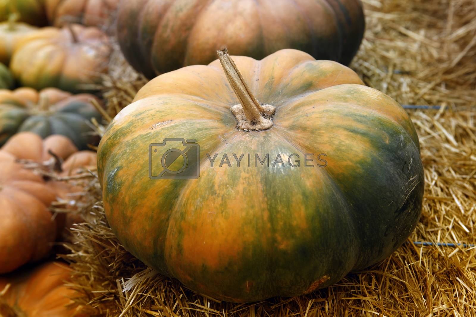 Royalty free image of Fair of a pumpkins in California by friday