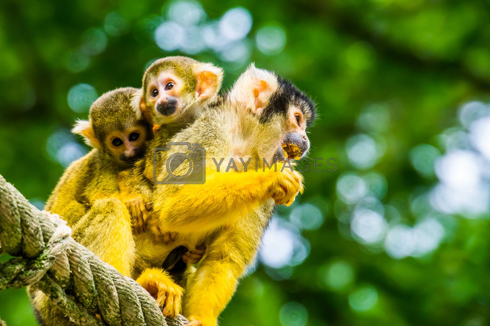 Royalty free image of common squirrel monkey with twin infants on her back, tropical primate specie from the amazon basin of America by charlottebleijenberg