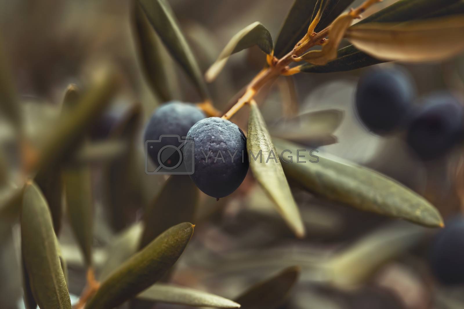 Royalty free image of Black olive tree background by Anna_Omelchenko