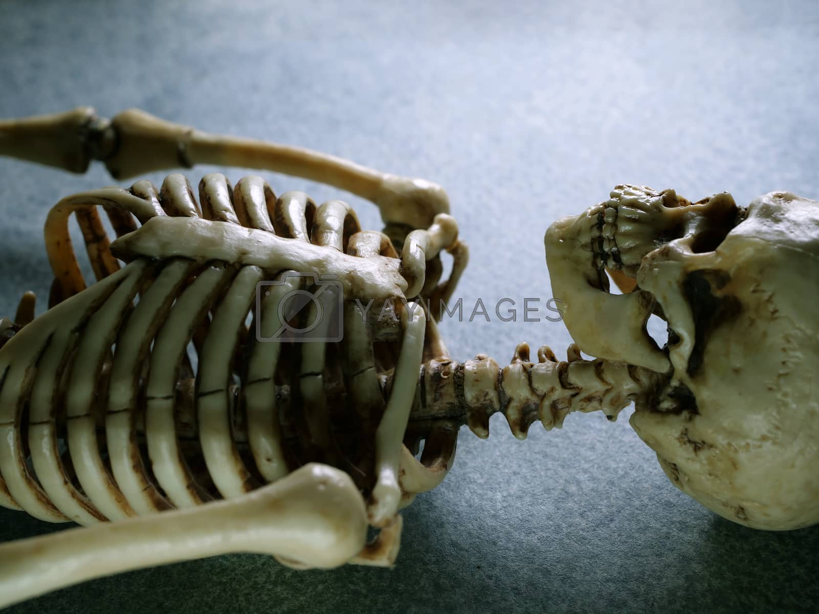 Royalty free image of close Up Human Skeleton by janaka