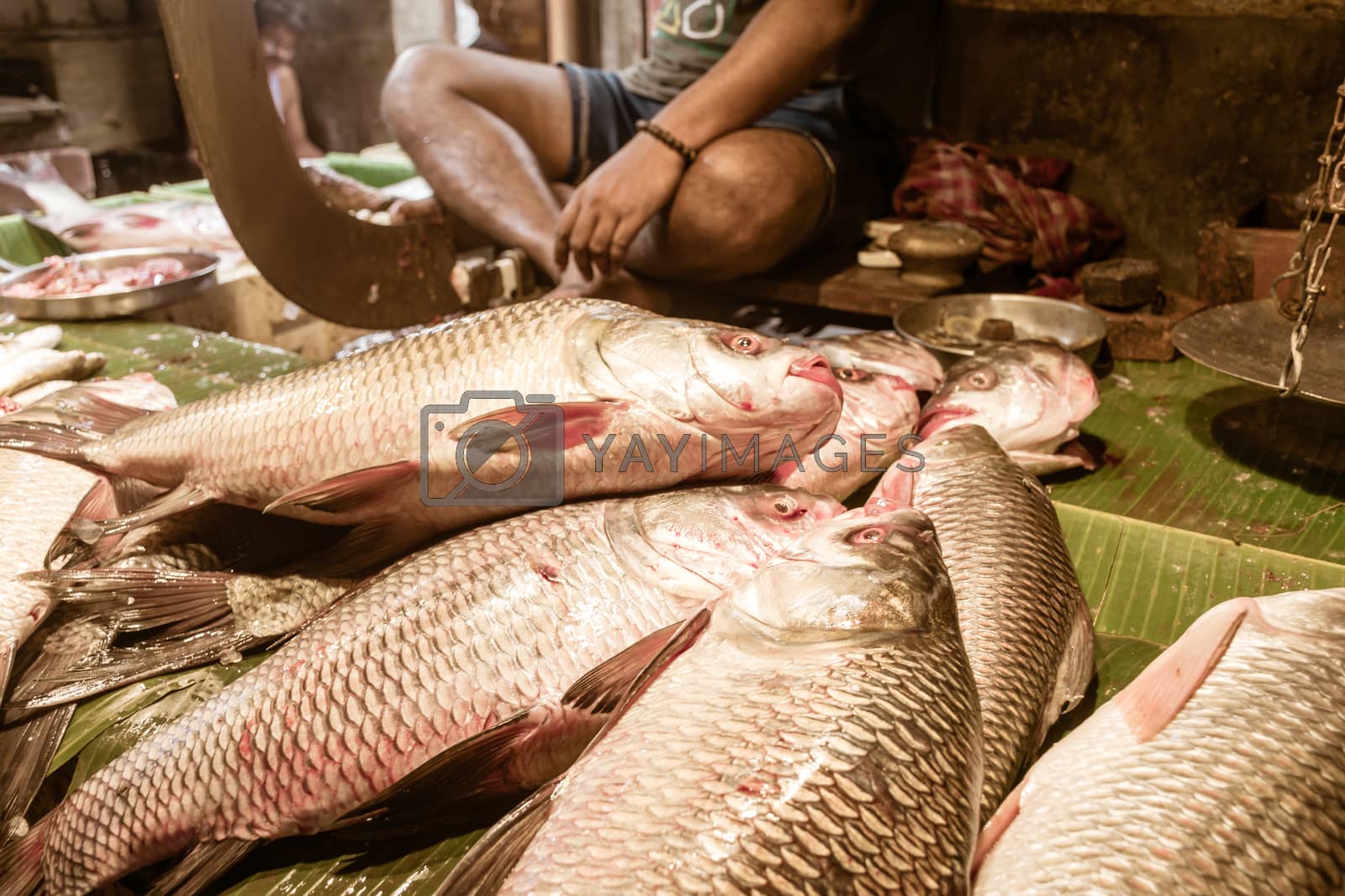 Royalty free image of Popular Rohu, Rui, Roho Labeo fish display for sell in a Street food stall in a roadside local bazaar market. Kolkata West Bengal, India by sudiptabhowmick