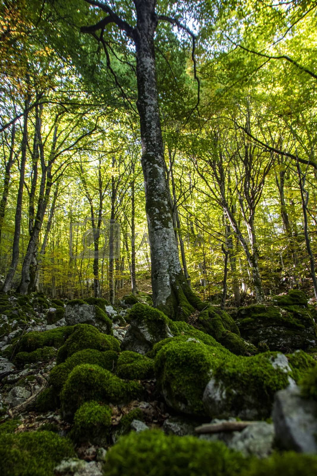 Royalty free image of Beech woods by auralaura