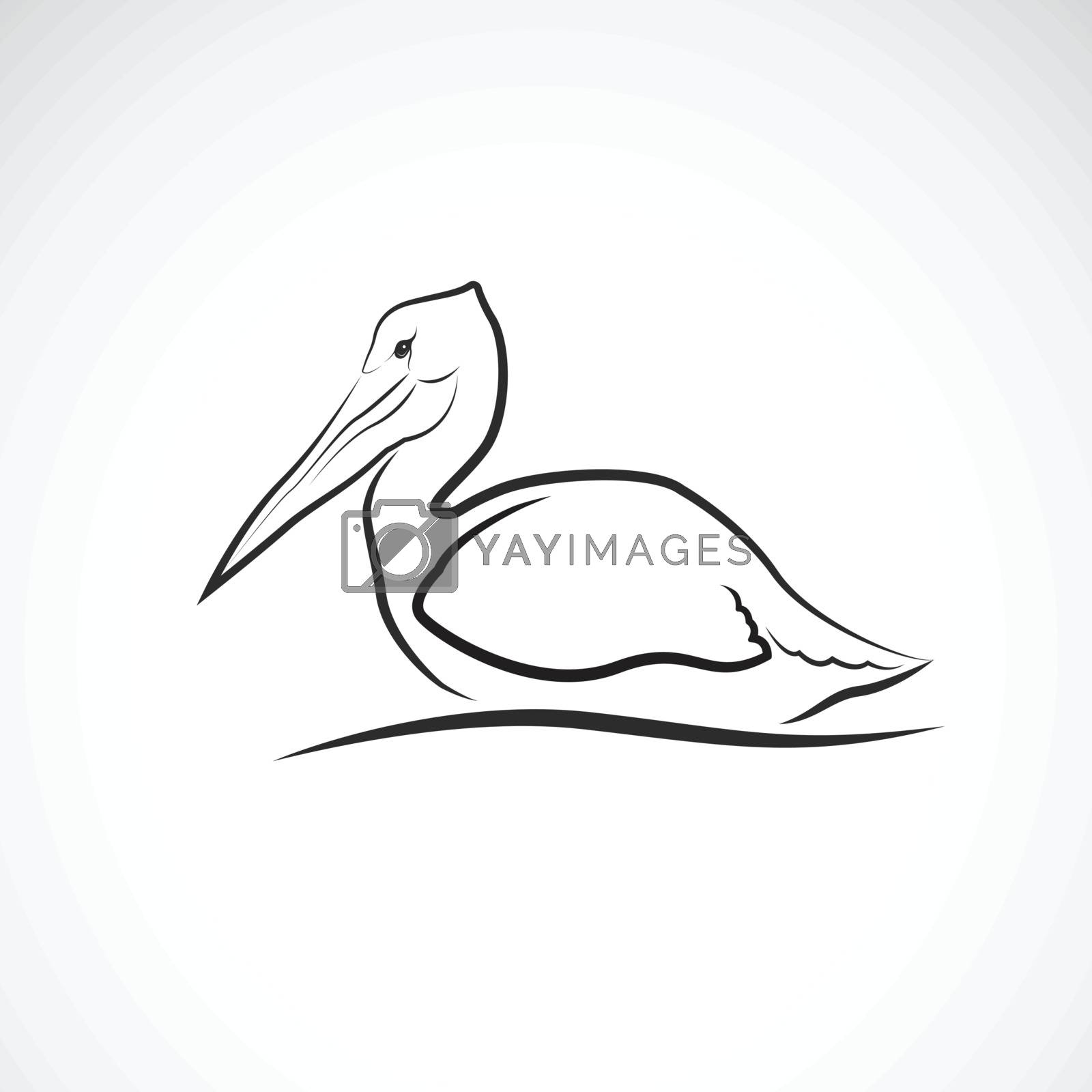 Royalty free image of Vector of Spot-billed pelican bird (Pelecanus philippensis) on w by yod67