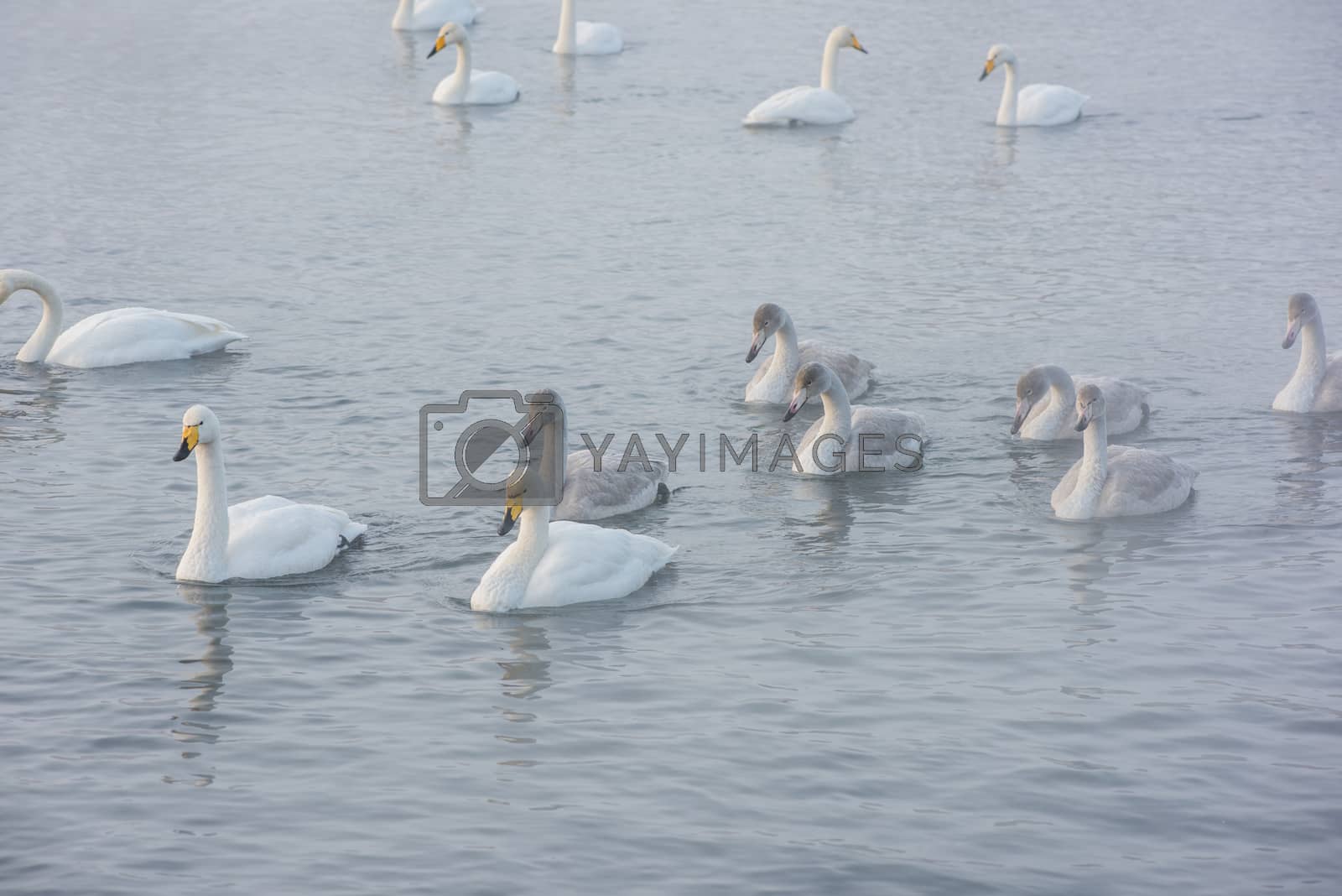 Royalty free image of Whooper swans swimming in the lake by rusak