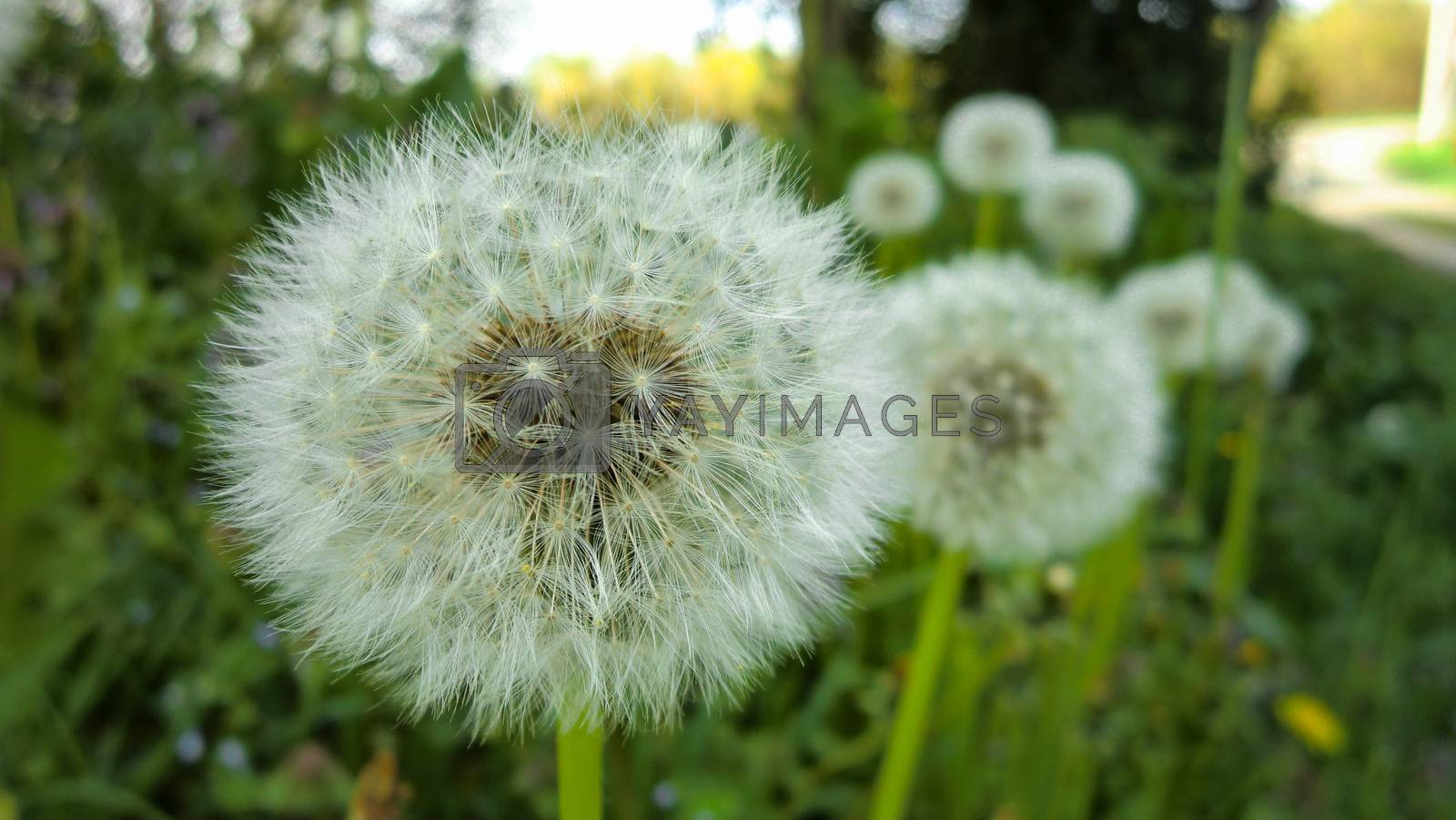 Royalty free image of Taraxacum flower by pippocarlot