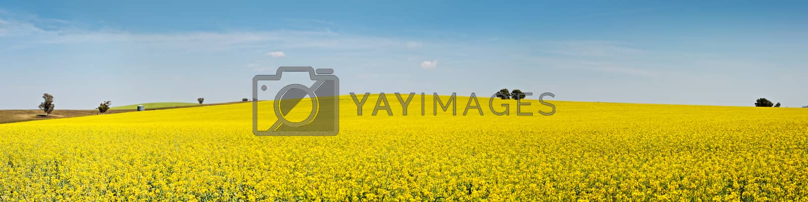 Royalty free image of Panoramic fields of golden canola flowering under the spring sun by lovleah