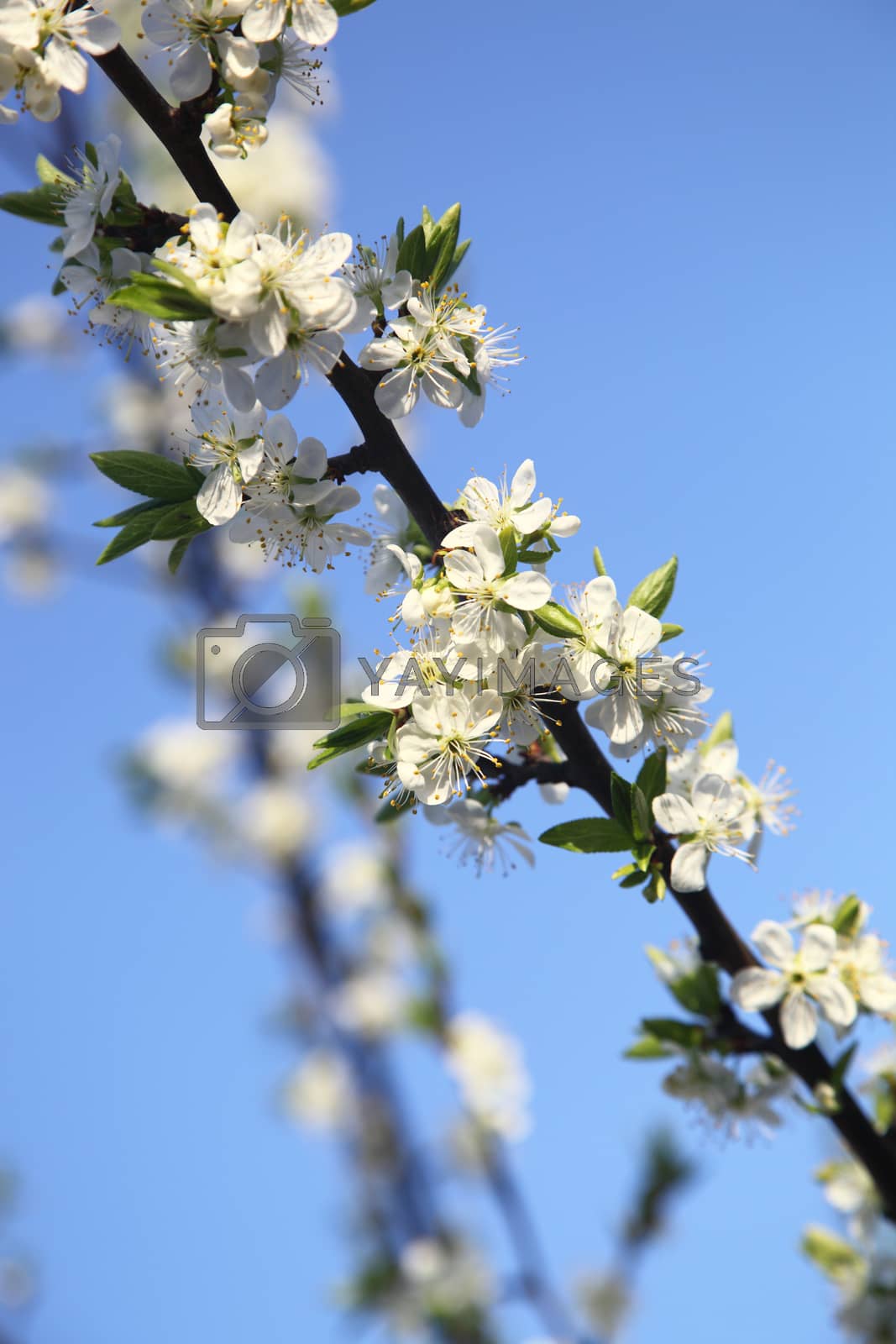 Royalty free image of blooming cherry by sagasan