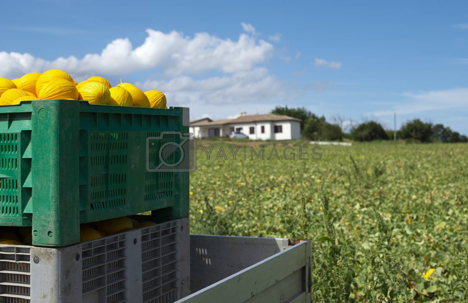 Royalty free image of Canary melons in crate loaded on truck from the farm. by deyan_georgiev