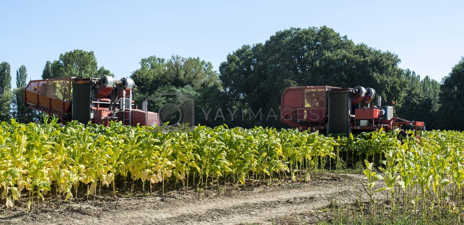 Royalty free image of Harvesting tobacco leaves with harvester tractor by deyan_georgiev