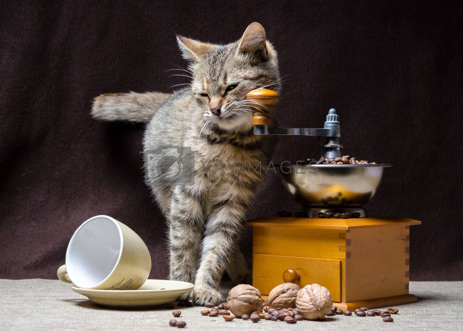 Royalty free image of tabby kitten and coffee by Gera8th