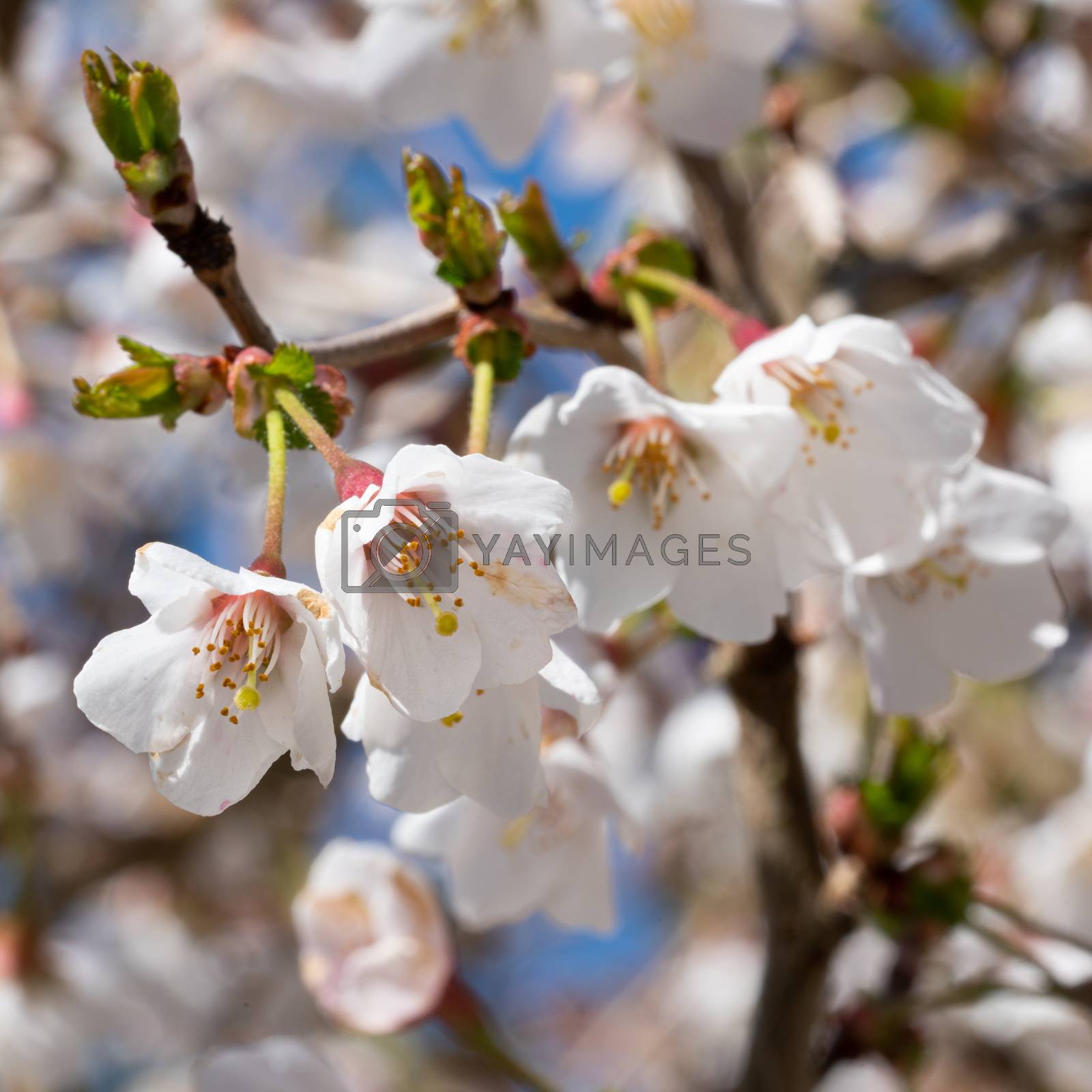 Royalty free image of Fuji cherry, Prunus incisa by alfotokunst